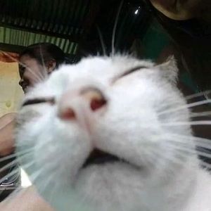 Meet your Posher, Archer